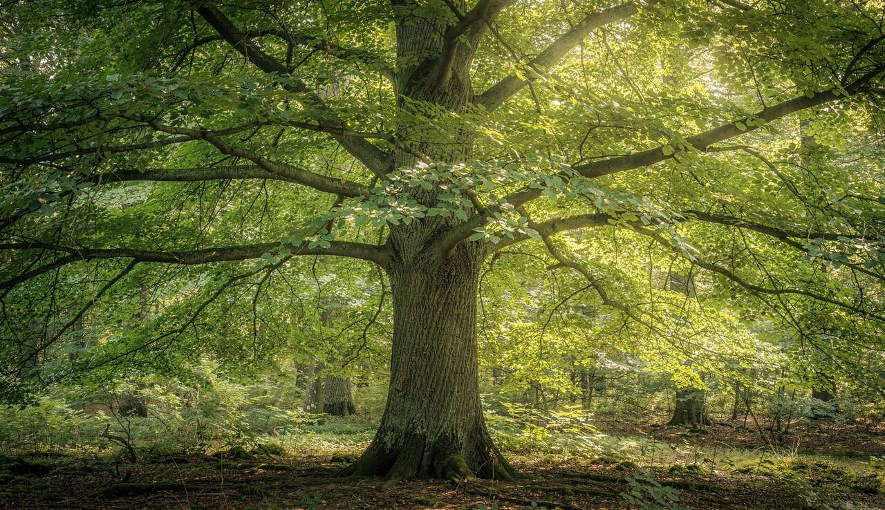 Identifier et résoudre les problèmes des arbres feuillus