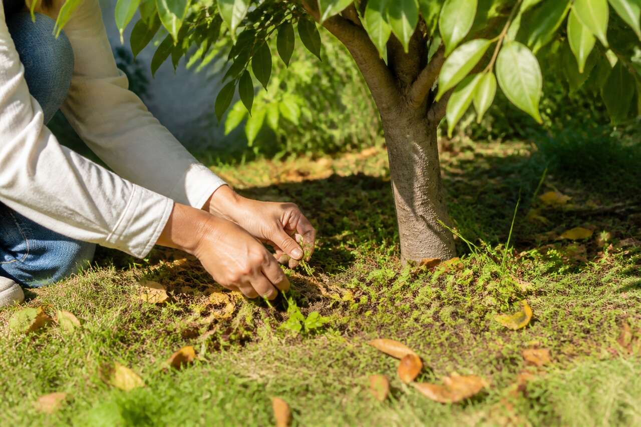 Comment désherber autour des arbres feuillus ?